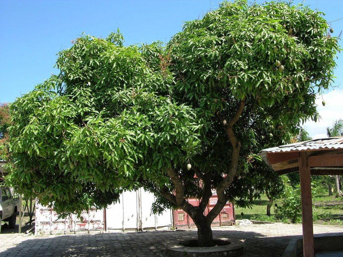A wide mango tree with deep green leaves beside a covered gallery under a bright sky.